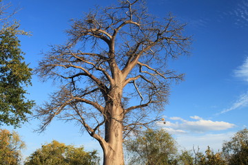 Baobab, Sambia