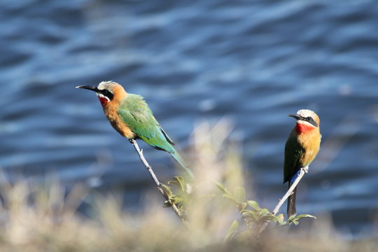 Bienenfresser am Sambesi, Sambia