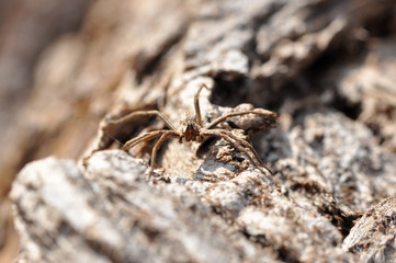 Wolf spider ready for attack camouflaged on tree bark