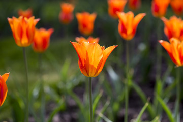 Many beautiful red tulips in a botanical garden. Kiev. Ukraine.