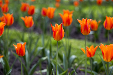 Fototapeta premium Many beautiful red tulips in a botanical garden. Kiev. Ukraine.