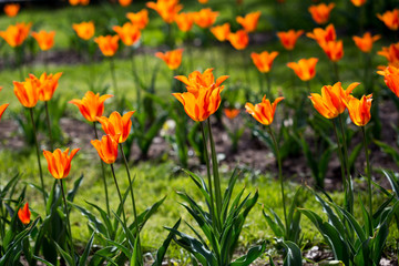 Many beautiful red tulips in a botanical garden. Kiev. Ukraine.
