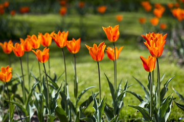 Many beautiful red tulips in a botanical garden. Kiev. Ukraine.