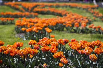 Field of beautiful red tulips in a botanical garden. Kiev. Ukraine.