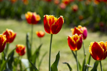 Beautiful yellow-red tulip in a botanical garden. Kiev. Ukraine.