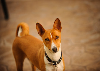 Basenji dog portrait on patio