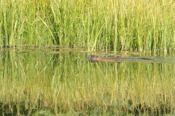 beaver at yellowstone