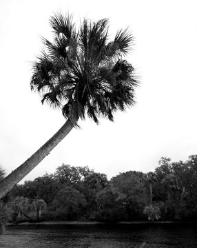 Myakka River Cabbage Palm in Florida