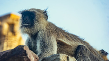 Fototapeta premium Monkey Climbing a Wall in Indian City