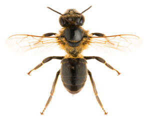 The western honey bee or European honey bee Apis mellifera isolated on white background, dorsal view of honey bee.