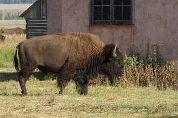 Fototapeta premium buffalo at yellowstone