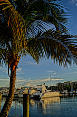 Fototapeta na wymiar Palm tree over Charlotte Harbor Marina
