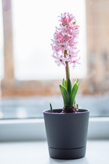 Three beautiful pink hyacinth in a pot with a vintage pattern on the window