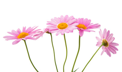 Pink daisy isolated