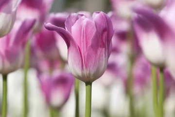 Poster de jardin Tulipe meadow with bright pink tulips closeup