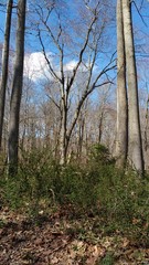 Obraz premium Winter in Oakton