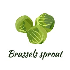 Brussels sprout. Flat design. Vector illustration. Ripe vegetable for Your ideas.