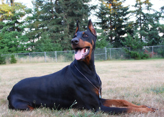 Doberman Pinscher portrait