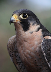 Peregrine