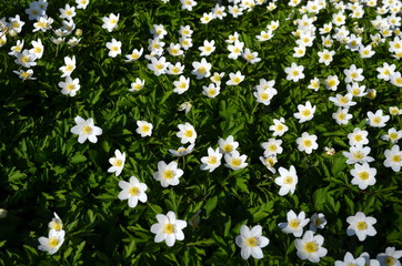 Anemonen im Frl&uuml;hling