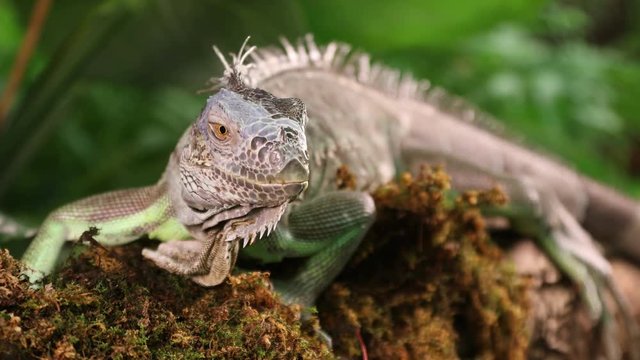 Green Iguana male lying on a branch and looking directly at the camera
