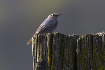 Haurotschwanz (Phoenicurus ochrurus)
