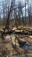 Obraz premium Oakton woods