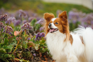 Papillon dog in field with purple flowers