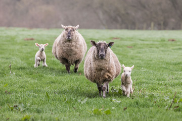 Mother Sheep with lambs