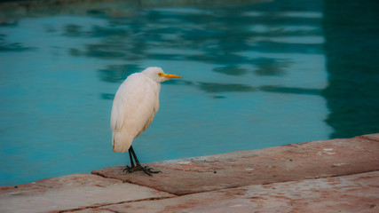 White Bird standing on the edge of a pool