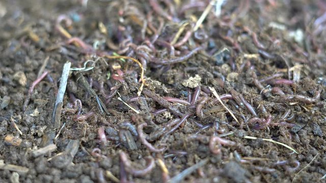 earthworm african night crawler in soil