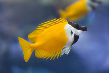 Foxface rabbitfish (Siganus vulpinus).