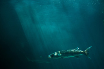 Fototapeta premium Great barracuda (Sphyraena barracuda)