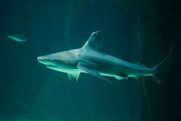 Sandbar shark (Carcharhinus plumbeus).