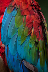 Obraz premium Green-winged macaw (Ara chloropterus)