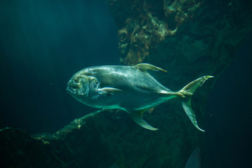 Fototapeta premium Bigeye trevally (Caranx sexfasciatus)
