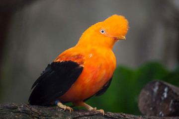 Andean cock-of-the-rock (Rupicola peruvianus)