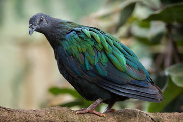 Nicobar pigeon (Caloenas nicobarica).