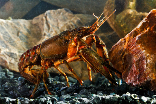 Eastern crayfish, orconectes limosus in the pond