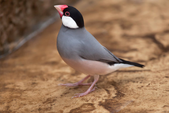 Java sparrow (Lonchura oryzivora).