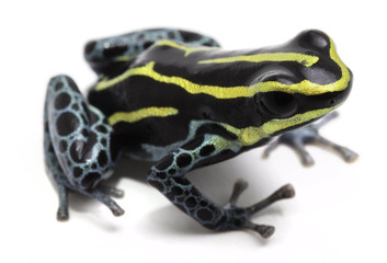 Ranitomeya ventrimaculata Rodyll