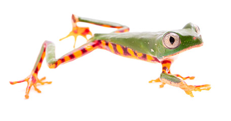 Fototapeta premium Tiger leg monkey tree frog, Phyllomadusa tomopterna. Tropical treefrog from Amazon rain forest and an endangered animal. Isolated on white background. .