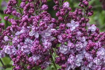 Obraz premium lilac blossom tree in spring garden close-up