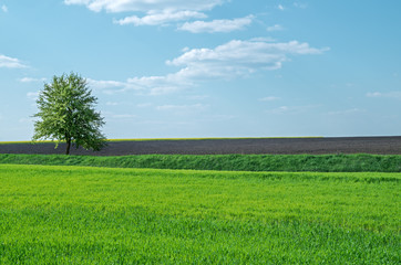 Tree in field