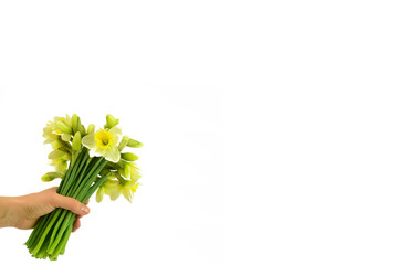 A bunch of narcissuses in a hand