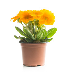 The orange blossom.