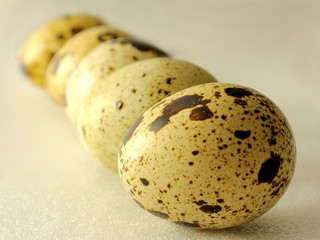 row of five quail eggs