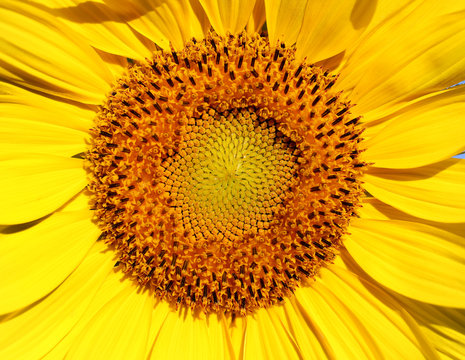 Photo of a bright macro sunflower