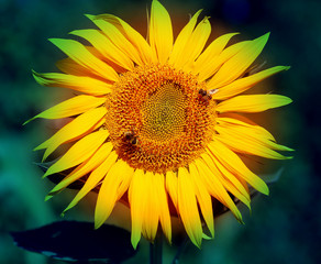 Obraz premium Photo of bright macro sunflower