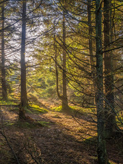 Woodland walk through woods in late winter, Cheshire, UK